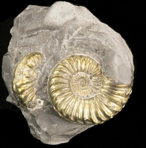 Pyritized Pleuroceras Ammonite Cluster - Germany #42734